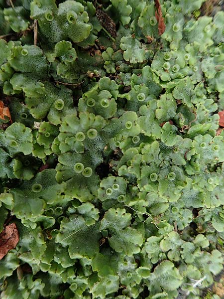 Marchantia polymorpha \ Brunnen-Lebermoos / Liverwort, NL Zierikzee 15.8.2015