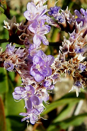 Limonium vulgare \ Strandflieder / Common Sea Lavender, NL Reimerswaal 8.8.2015