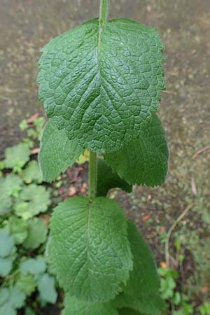 Mentha suaveolens \ Rundblttrige Minze, Apfel-Minze / Round-Leaved Mint, Apple Mint, NL Zierikzee 15.8.2015