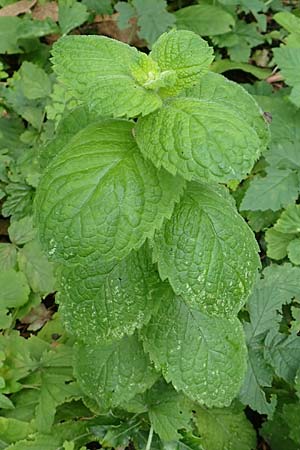 Mentha suaveolens \ Rundblttrige Minze, Apfel-Minze / Round-Leaved Mint, Apple Mint, NL Zierikzee 15.8.2015