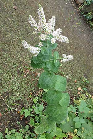 Mentha suaveolens \ Rundblttrige Minze, Apfel-Minze / Round-Leaved Mint, Apple Mint, NL Zierikzee 15.8.2015