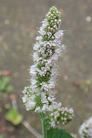 Mentha suaveolens \ Rundblttrige Minze, Apfel-Minze, NL Zierikzee 15.8.2015