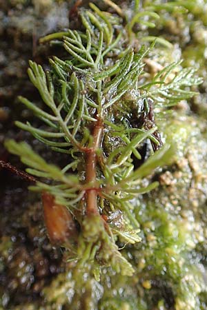 Myriophyllum spicatum \ hriges Tausendblatt / Spiked Water Milfoil, NL St. Philipsland 14.8.2015