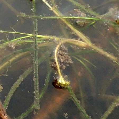 Ruppia maritima \ Strand-Salde, Geschnbelte Salde / Ditch Grass, Widgeon Grass, NL St. Philipsland 14.8.2015