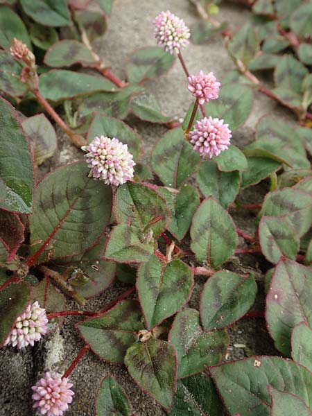 Persicaria capitata \ Knpfchen-Knterich / Pink Head Persicaria, Pink Bubble Persicaria, NL Zierikzee 12.8.2015