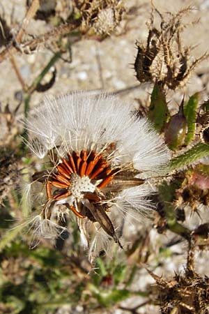 Picris echioides / Bristly Ox-Tongue, NL Reimerswaal 8.8.2015