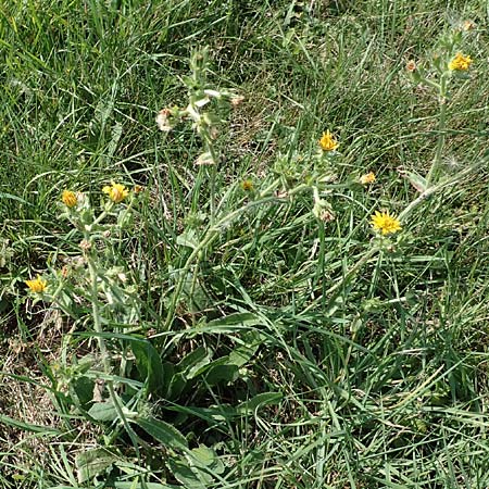 Picris echioides / Bristly Ox-Tongue, NL Zierikzee 12.8.2015