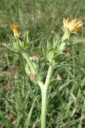 Picris echioides \ Wurm-Lattich, Natternkopf-Bitterkraut / Bristly Ox-Tongue, NL Zierikzee 12.8.2015