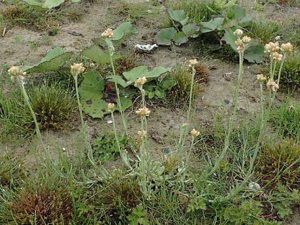 Helichrysum luteoalbum \ Gelbweißes Schein-Strohblume, NL St. Philipsland 14.8.2015