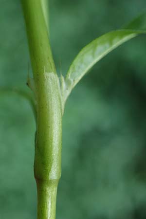 Persicaria hydropiper \ Wasserpfeffer-Knöterich, Pfeffer-Knöterich / Water-Pepper, NL Vaals 20.8.2022