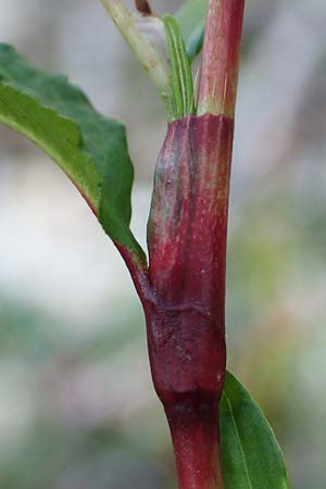 Persicaria hydropiper \ Wasserpfeffer-Knterich, Pfeffer-Knterich / Water-Pepper, NL Vaals 20.8.2022