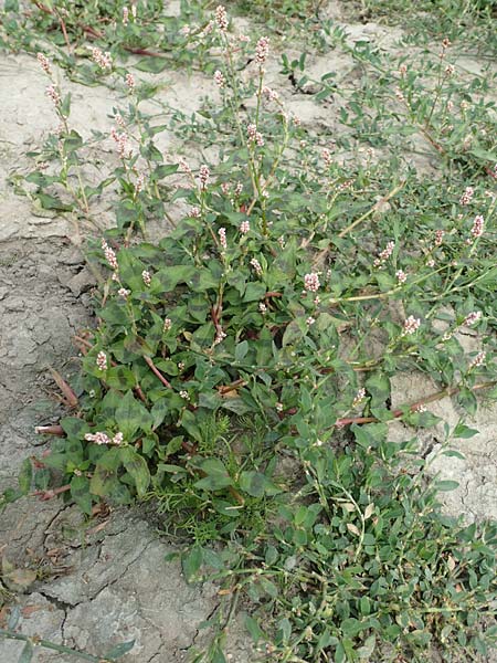 Persicaria lapathifolia / Pale Persicaria, NL Zierikzee 12.8.2015