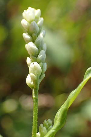 Persicaria lapathifolia \ Ampfer-Knterich, NL Vaals 20.8.2022