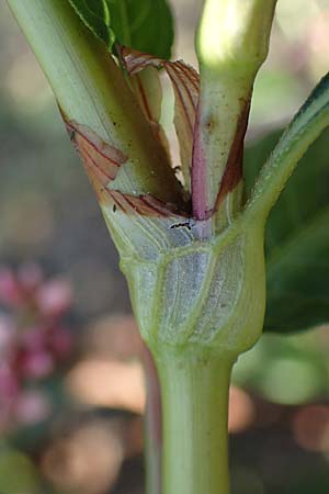 Persicaria lapathifolia \ Ampfer-Knterich / Pale Persicaria, NL Vaals 20.8.2022