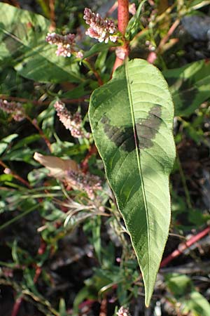 Persicaria lapathifolia \ Ampfer-Knterich / Pale Persicaria, NL Vaals 20.8.2022