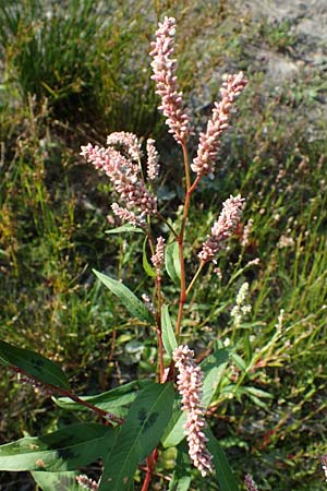 Persicaria lapathifolia \ Ampfer-Knterich / Pale Persicaria, NL Vaals 20.8.2022