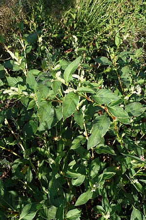 Persicaria lapathifolia \ Ampfer-Knterich / Pale Persicaria, NL Vaals 20.8.2022