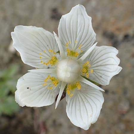 Parnassia palustris \ Sumpf-Herzblatt, Studentenrschen, NL St. Philipsland 14.8.2015