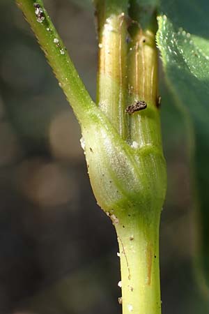 Persicaria lapathifolia subsp. pallida \ Acker-Ampfer-Knterich, NL Vaals 20.8.2022