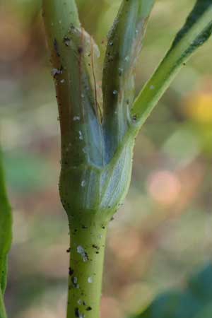 Persicaria lapathifolia subsp. pallida \ Acker-Ampfer-Knterich, NL Vaals 20.8.2022