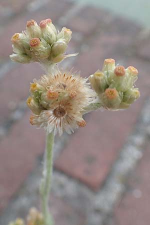 Helichrysum luteoalbum \ Gelbweißes Schein-Strohblume, NL Zierikzee 13.8.2015