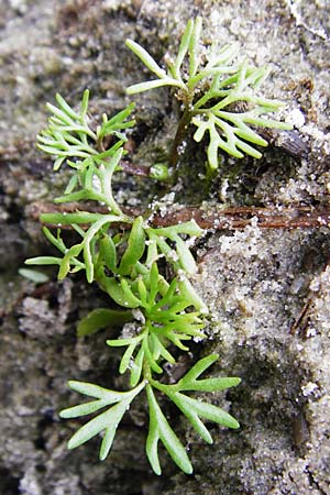 Ranunculus circinatus ? \ Spreizender Wasser-Hahnenfu / Fan-Leaved Water Crowfoot, NL Cadzand-Bad 11.8.2015