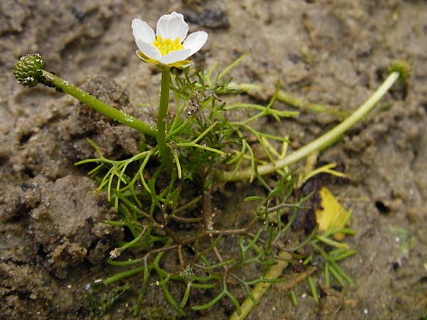 Ranunculus circinatus ? \ Spreizender Wasser-Hahnenfu / Fan-Leaved Water Crowfoot, NL Cadzand-Bad 11.8.2015