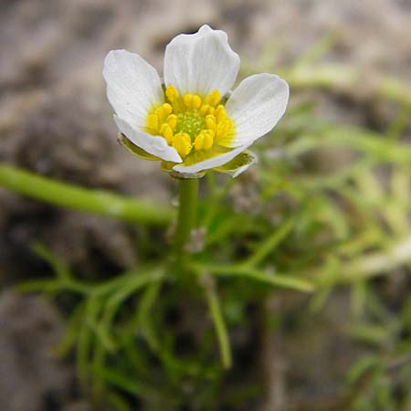 Ranunculus circinatus ? \ Spreizender Wasser-Hahnenfu / Fan-Leaved Water Crowfoot, NL Cadzand-Bad 11.8.2015