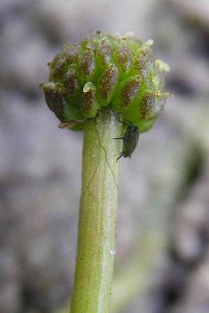 Ranunculus circinatus ? \ Spreizender Wasser-Hahnenfu / Fan-Leaved Water Crowfoot, NL Cadzand-Bad 11.8.2015