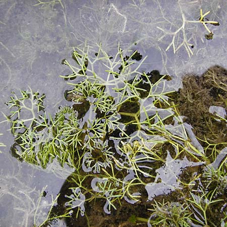 Ranunculus circinatus ? \ Spreizender Wasser-Hahnenfu / Fan-Leaved Water Crowfoot, NL Cadzand-Bad 11.8.2015