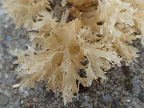 Rhodophytina spec3 ? \ Rot-Alge / Red Alga, NL Zierikzee 12.8.2015