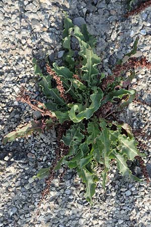 Rumex crispus \ Krauser Ampfer / Curled Dock, NL Zierikzee 13.8.2015