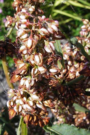 Rumex hydrolapathum \ Flu-Ampfer, Teich-Ampfer / Great Water Dock, NL Reimerswaal 8.8.2015