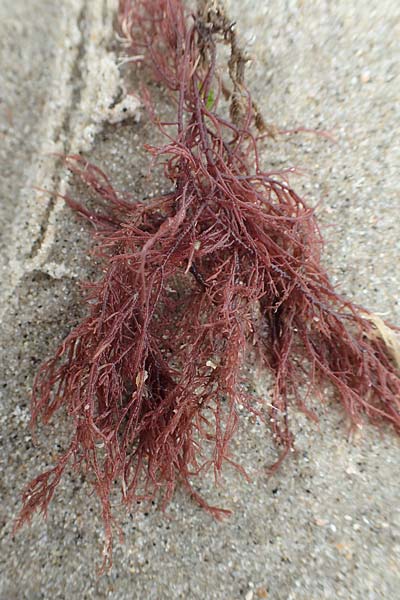 Rhodophytina spec4 ? \ Rot-Alge / Red Alga, NL Neeltje Jans 10.8.2015