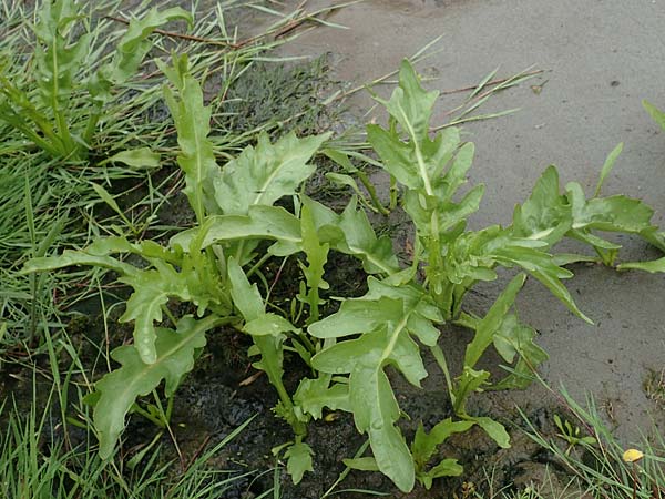 Rorippa palustris \ Gewhnliche Sumpfkresse / Marsh Yellow-Cress, NL St. Philipsland 14.8.2015