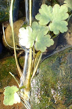 Ranunculus sceleratus / Celery-Leaved Buttercup, NL Zuid-Limburg, Meers 28.9.2017