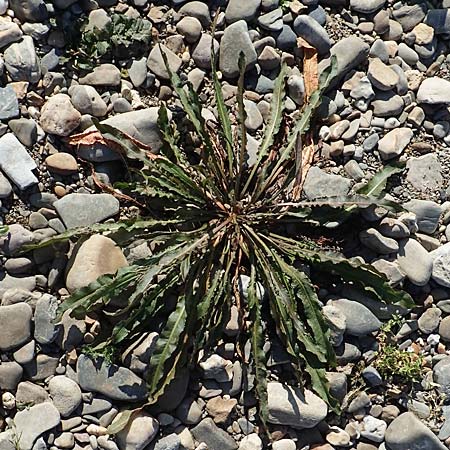 Rumex maritimus \ Ufer-Ampfer / Golden Dock, NL Zuid-Limburg, Meers 6.10.2018