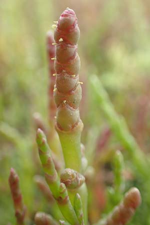 Salicornia procumbens \ Langstiger Queller, Sandwatt-Queller /  Glasswort, NL Zierikzee 12.8.2015