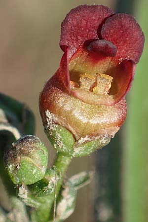 Scrophularia auriculata \ Wasser-Braunwurz / Water Figwort, NL Zuid-Limburg, Meers 6.10.2018