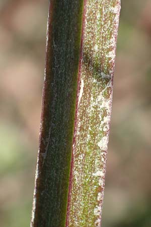 Scrophularia auriculata \ Wasser-Braunwurz / Water Figwort, NL Zuid-Limburg, Meers 6.10.2018