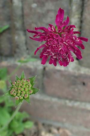 Scabiosa atropurpurea \ Samt-Skabiose / Sweet Scabious, NL Nijmegen 29.7.2023