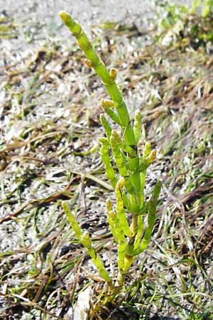 Salicornia europaea \ Queller / Common Glasswort, NL Reimerswaal 8.8.2015