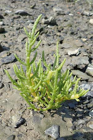 Salicornia europaea \ Queller / Common Glasswort, NL Colijnsplaat 13.8.2015