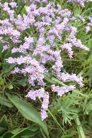 Limonium vulgare \ Strandflieder, NL Cadzand-Bad 11.8.2015