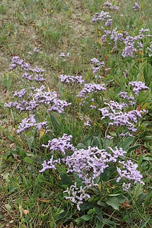 Limonium vulgare \ Strandflieder / Common Sea Lavender, NL Cadzand-Bad 11.8.2015