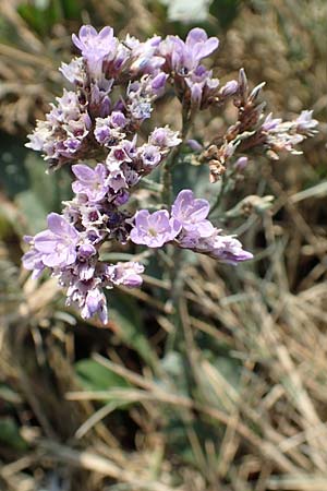 Limonium vulgare \ Strandflieder / Common Sea Lavender, NL Colijnsplaat 13.8.2015