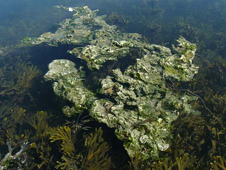 Ulva lactuca \ Meer-Salat, Meer-Lattich, NL Zieriksee 9.8.2015