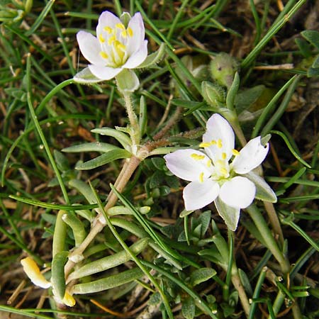 Spergularia media \ Flgelsamige Schuppenmiere / Greater Sea Spurrey, NL Cadzand-Bad 11.8.2015