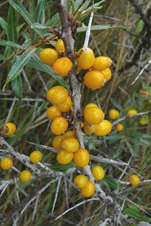 Hippophae rhamnoides \ Sanddorn / Sea Buckthorn, NL Nieuw-Haamstede 9.8.2015