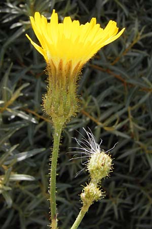 Sonchus arvensis var. maritimus \ Strand-Gnsedistel / Sea Sow-Thistle, NL Renesse 9.8.2015